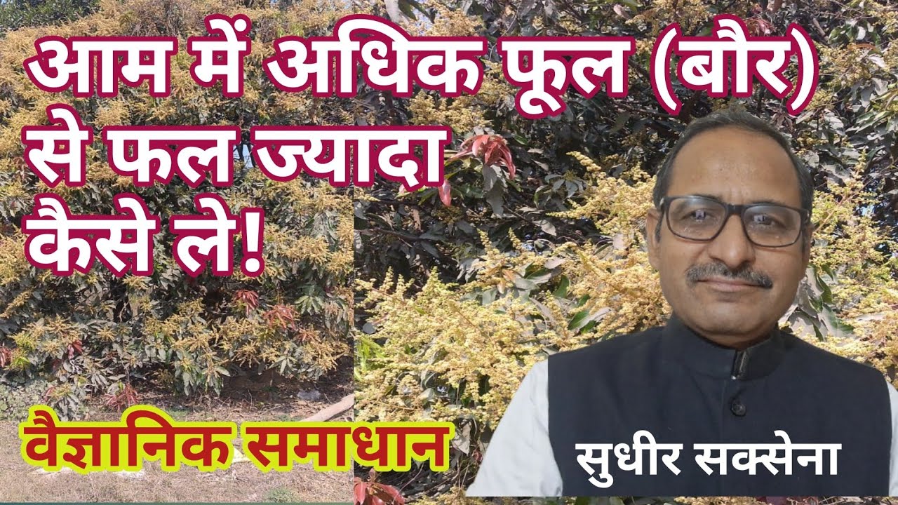 आम पेड़ से अधिक फल कैसे ले। आम के फूल को फलों में बदलने के उपाय। आम का अधिक उत्पादन कैसे लें।