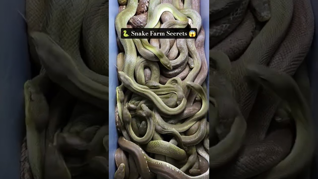 🐍 Inside the Snake Farm 😲 Unbelievable Creatures! #SnakeFarm #Wildlife #Naturee #shortvideo