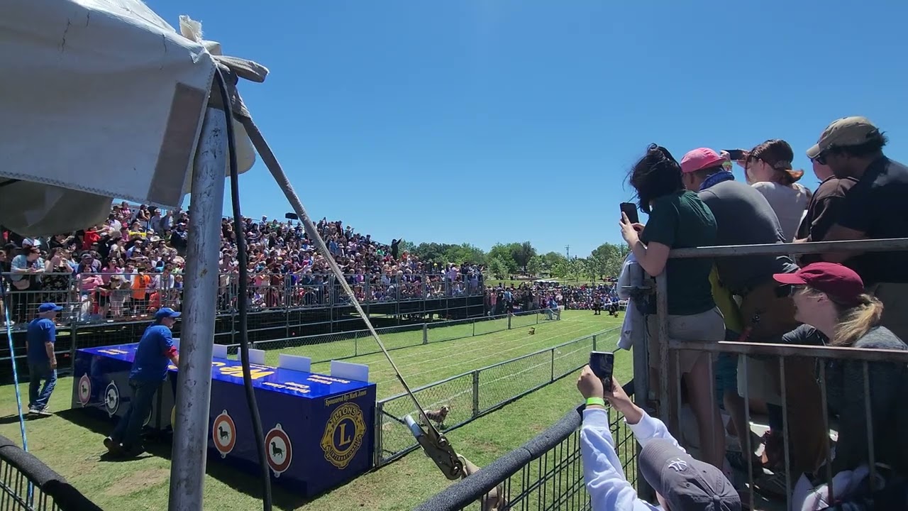 Buda Wiener Dog Races