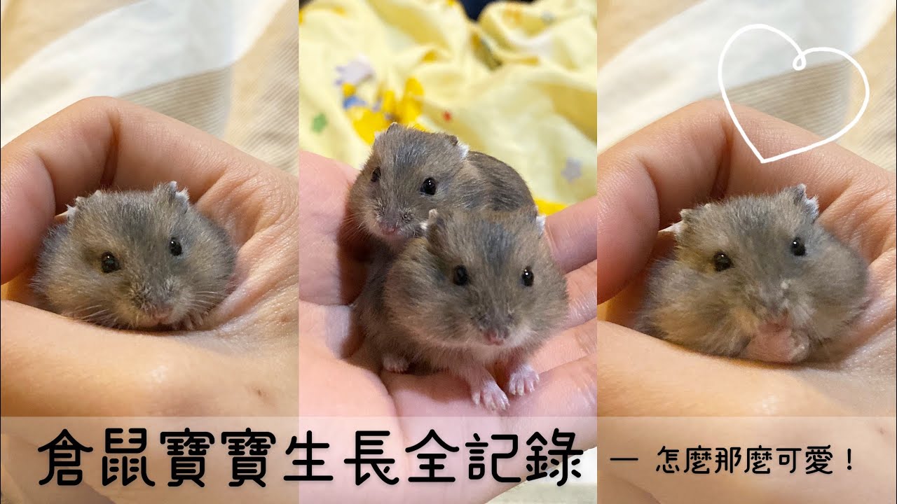【倉鼠】三線鼠寶寶長大全記錄 hamster baby 【鼠寶日記 #01】