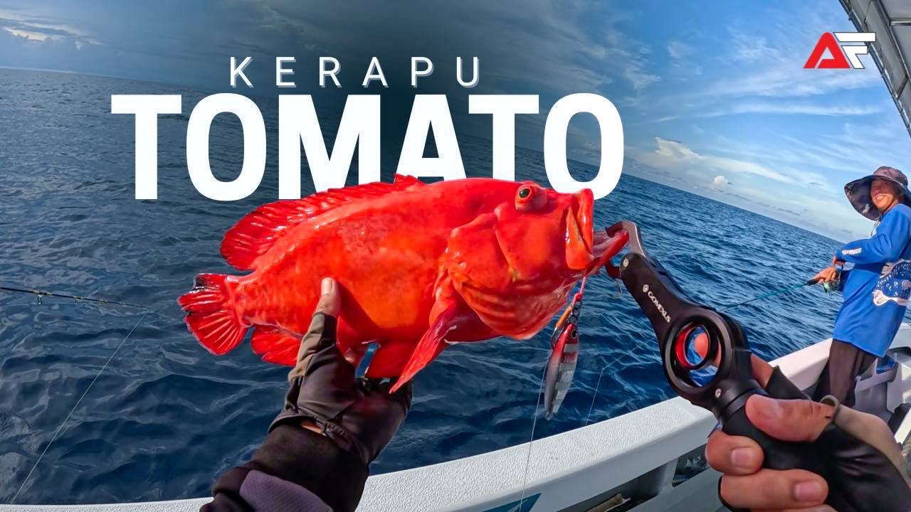 Kerapu Tomato Last Drop | Light Jigging Semporna