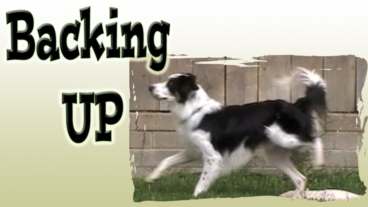 Train a dog to Back up & adding a new visual cue - Clicker Dog training