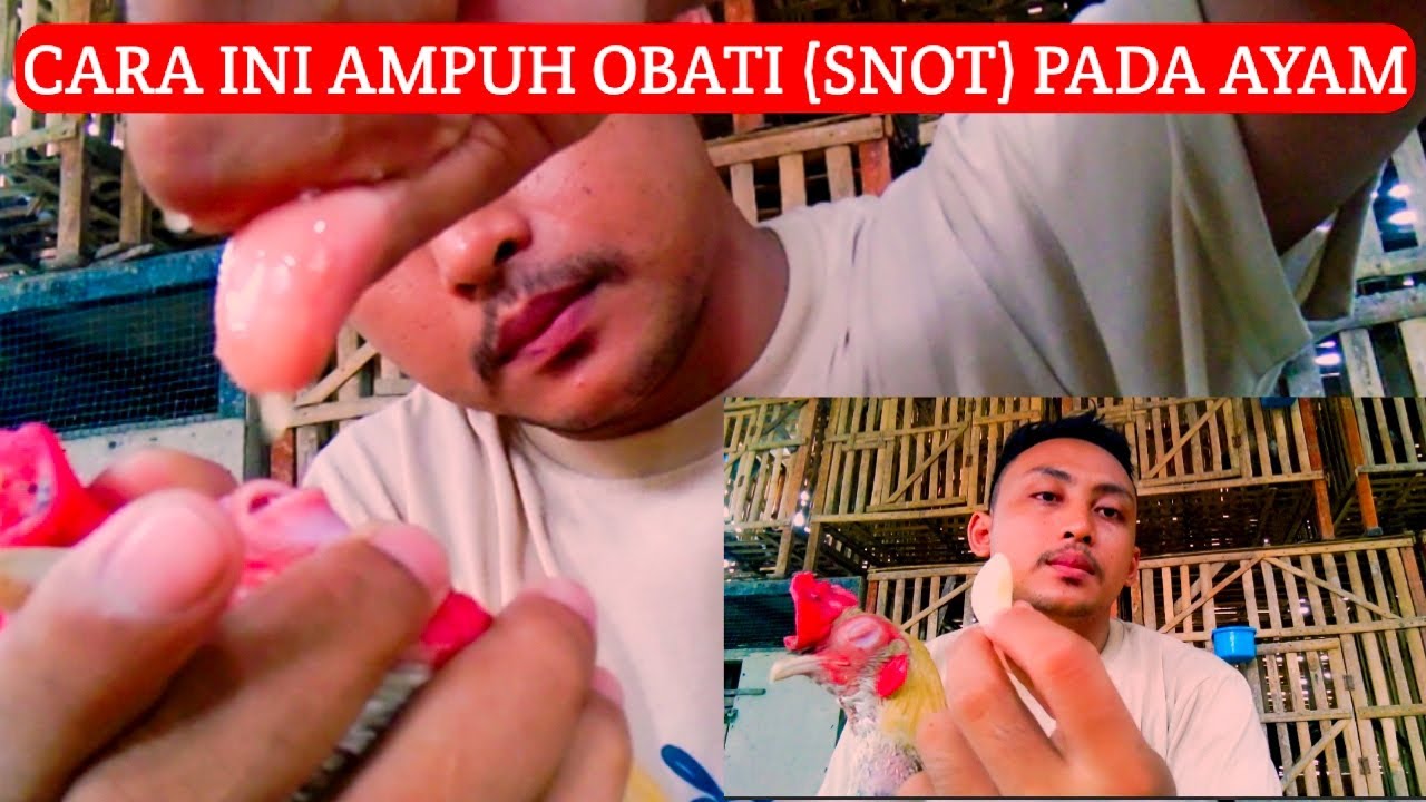 mengobati ayam SNOT mata bengkak dan berair