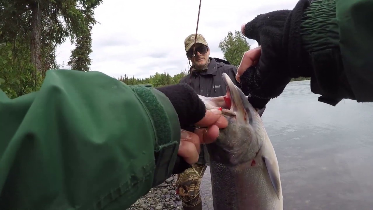 Circle Hooks for Kenai Sockeyes