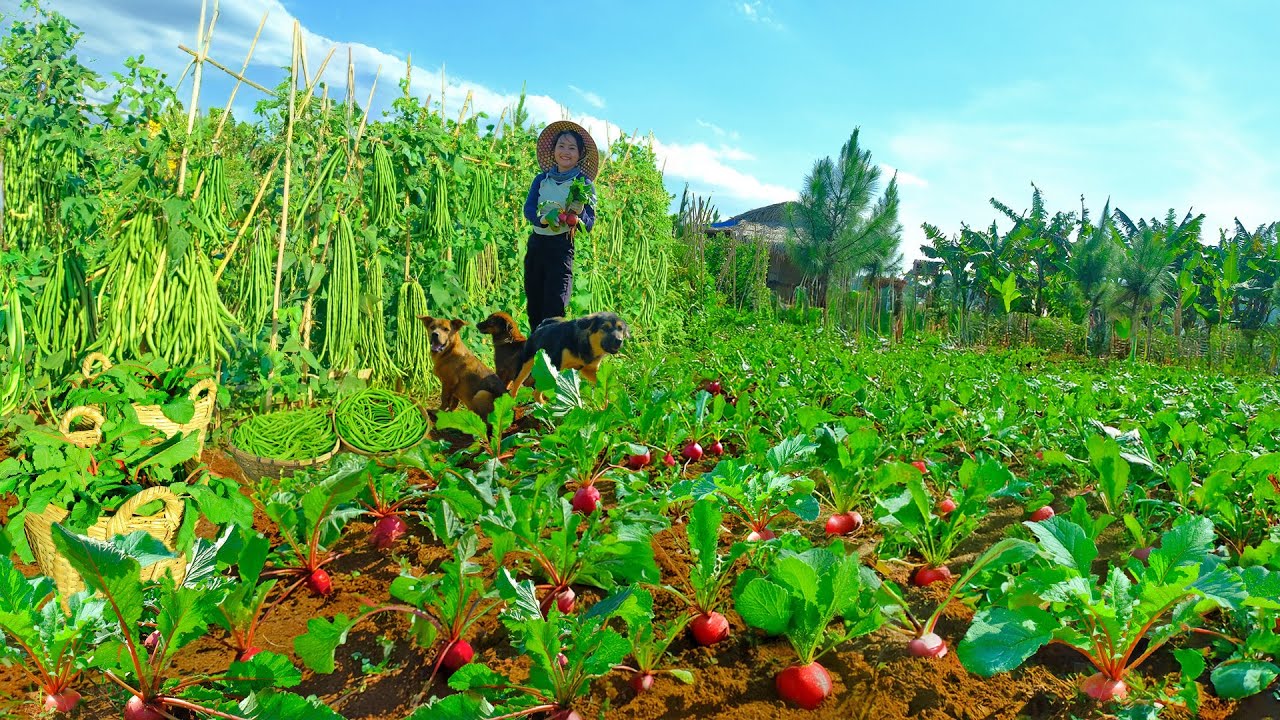 Harvesting Red Radish Goes To Market Sell - Stir-fried Green Beans with Vermicelli | Tieu Lien