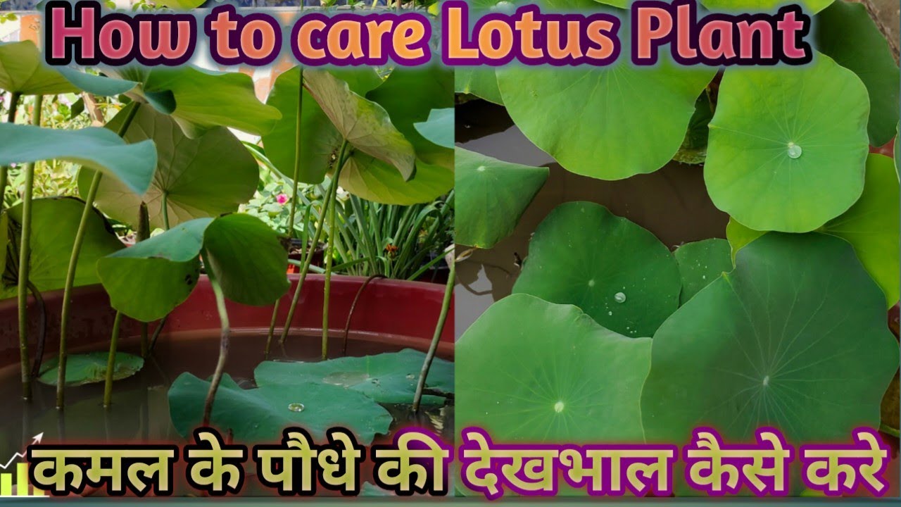 Lotus Plant Care & Tips | कमल के पौधे की देखभाल कैसे करे | How to care Lotus Plant | कमल के पौधे को