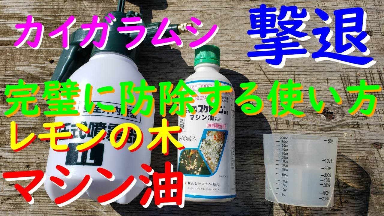 レモンに寄生するカイガラムシをマシン油で撃退してみた！(完璧に防除する使い方がこれ！)