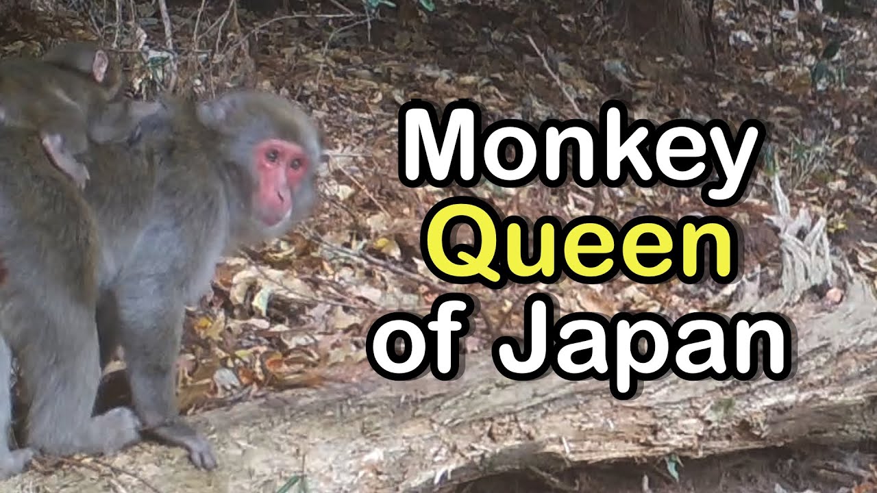 Japan&rsquo;s Monkey Queen Caught on Camera in Takasakiyama, Japan!