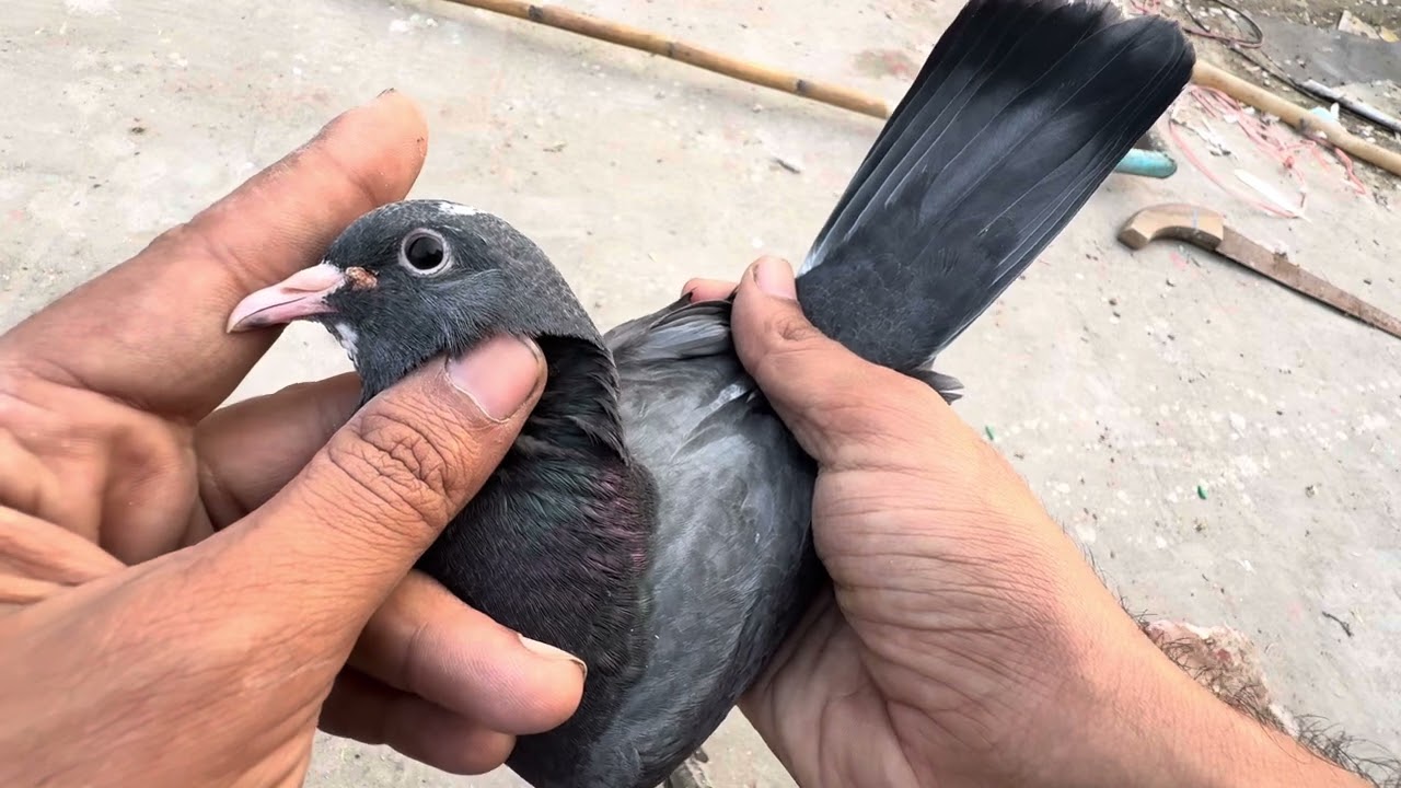 Dabaz Bachy | For Sale 