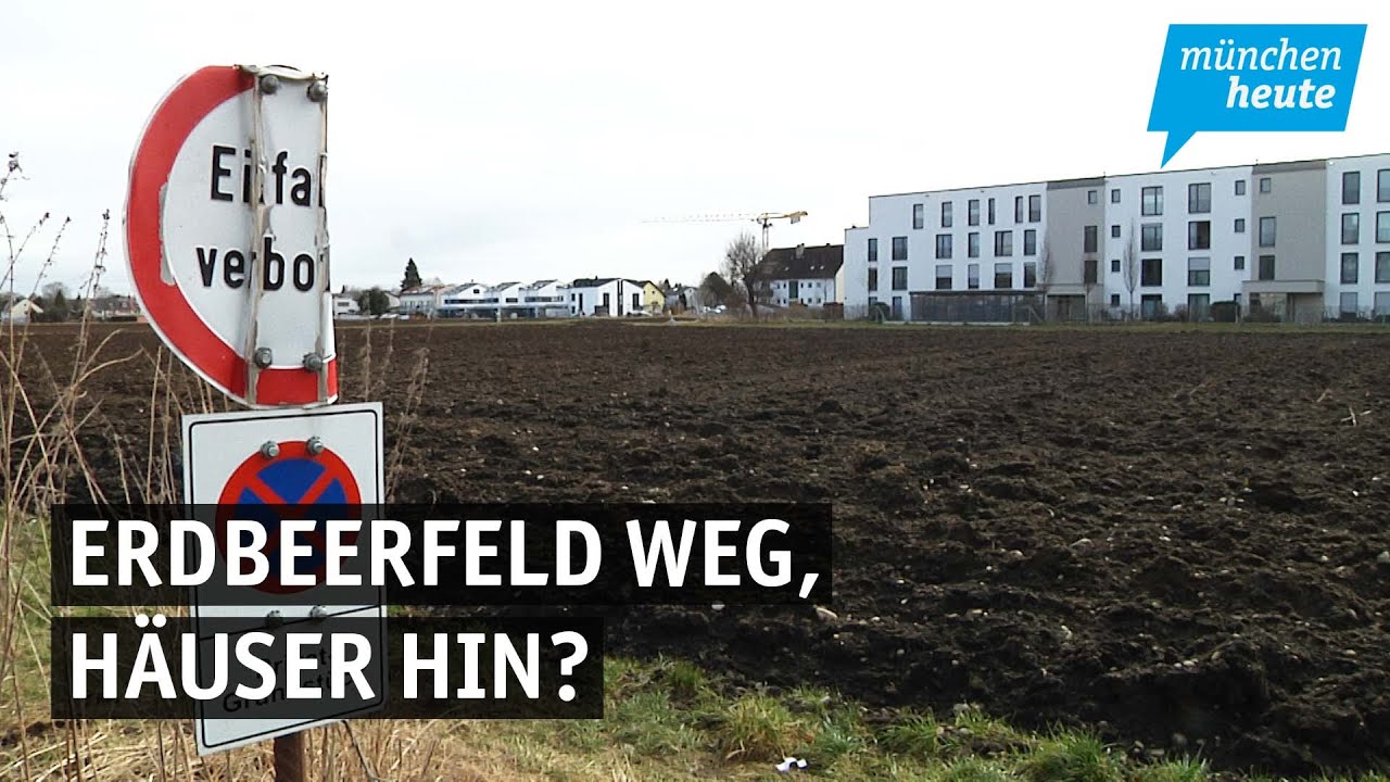 Kommen B&auml;ume weg? &ndash; Diskussion um m&ouml;gliche Bebauung des Erdbeerfeldes in Ramersdorf