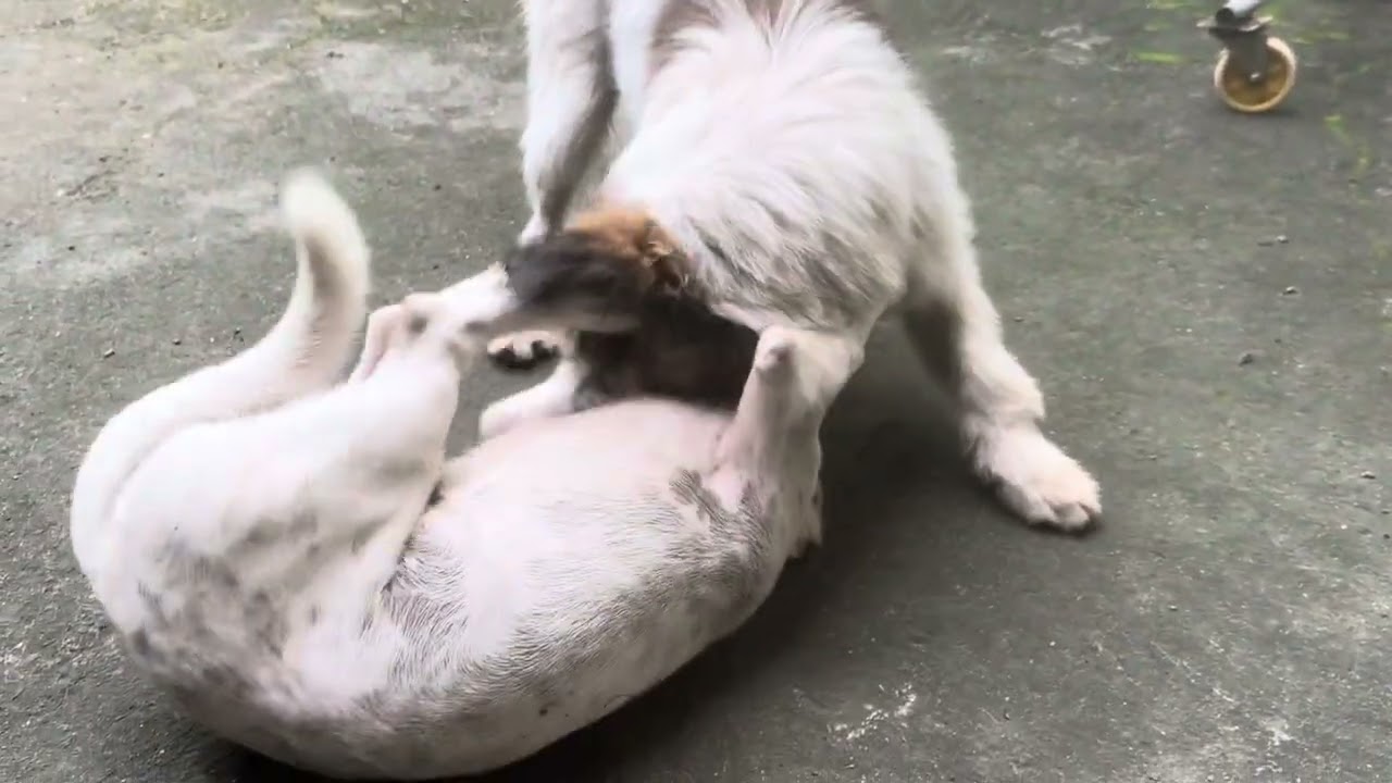 Bé Xù và Bé Xoài Lùn giỡn nhau buổi sáng