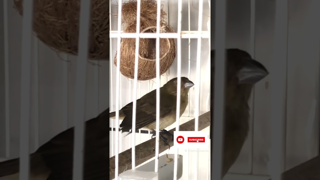 Melhor F&ecirc;mea de Coleiro Baiano do Brasil. #coleira #aves #coleiros #passarinho #birds #coleiro #pets