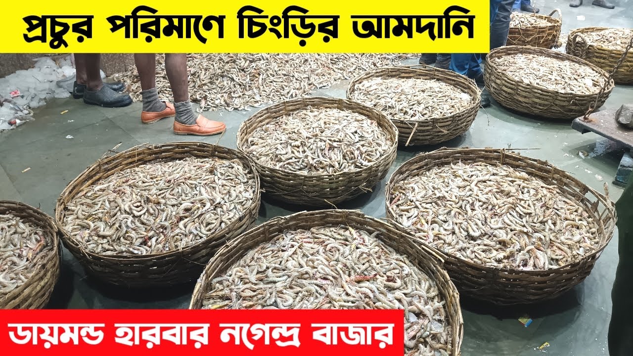 ডায়মন্ড হারবার নগেন্দ্র বাজার | Diamond harbour fish wholesale market