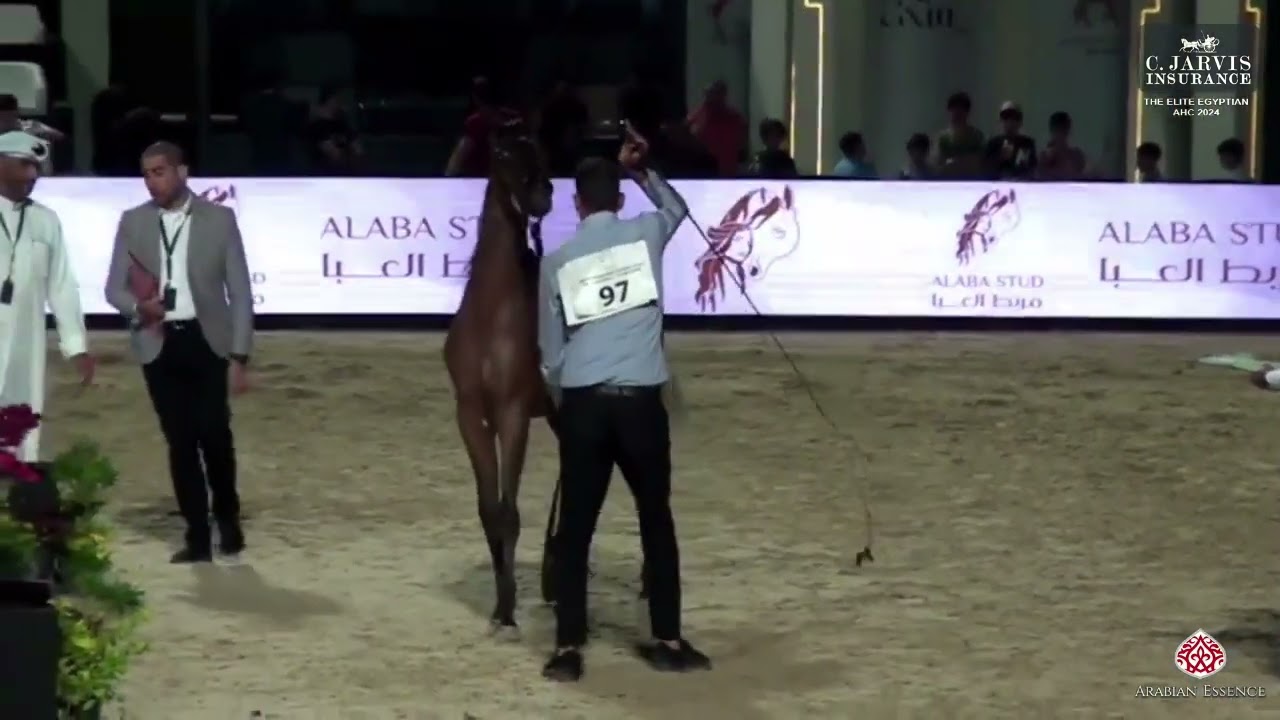 N 97 Salman Zin Al Din   The Elite Egyptian AHC 2024   Yearling Colts Section A Class 6A