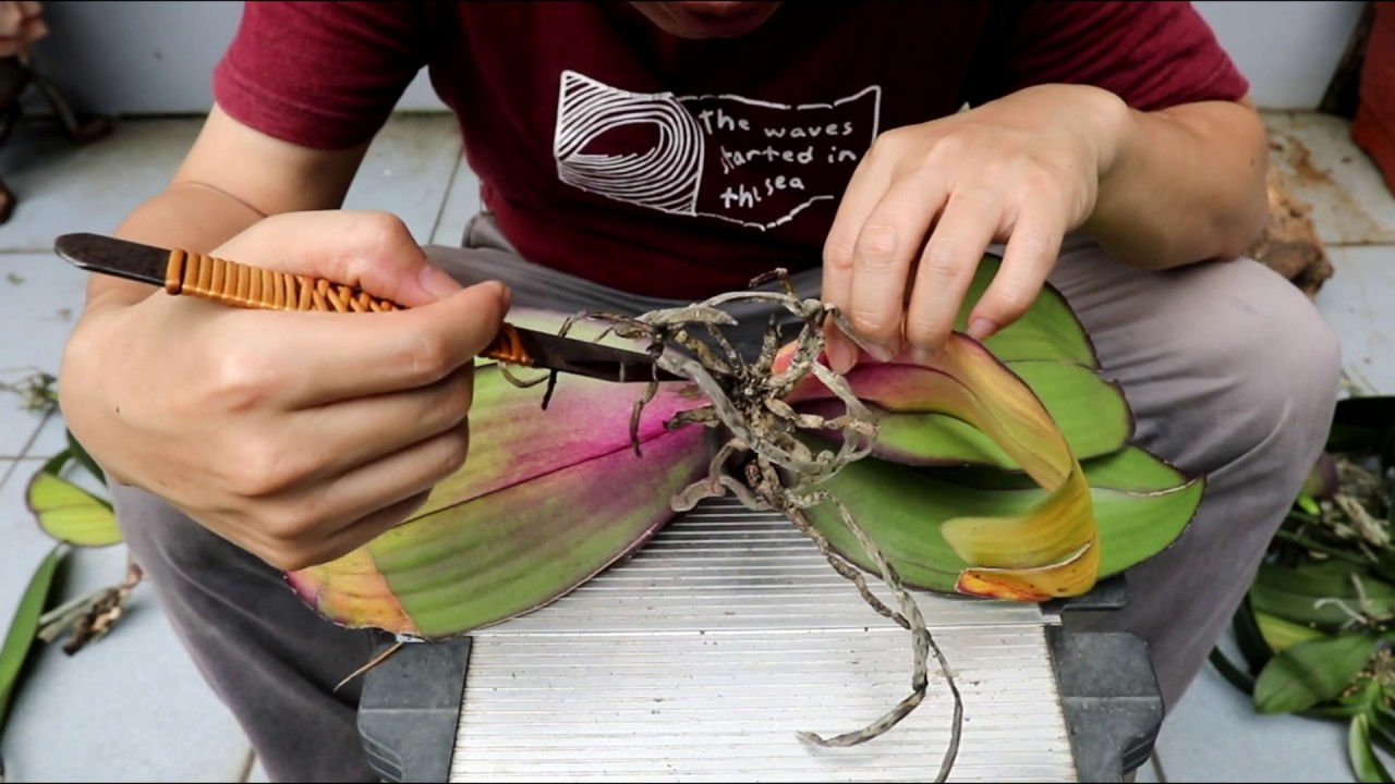 搶救蝴蝶蘭第018號_黑頭黑根處理【2020/05/16】