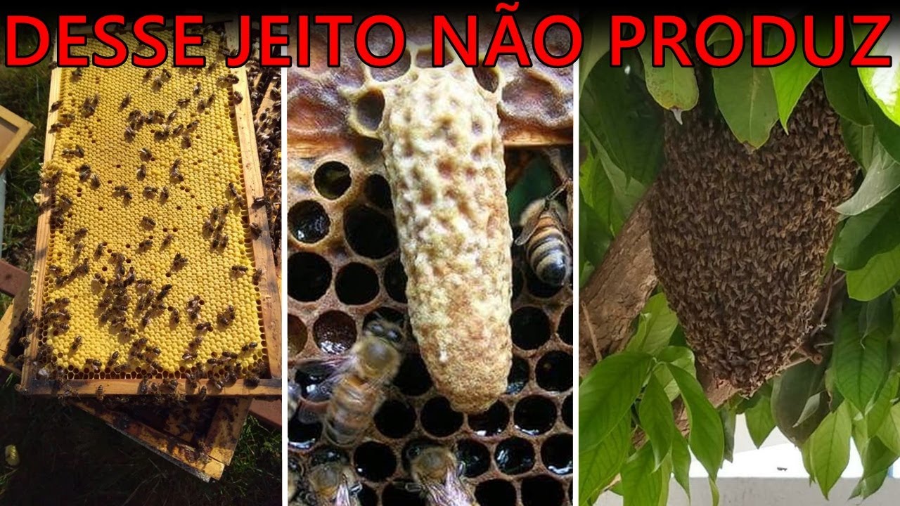 5 FORMAS DE EVITAR ENXAMEAÇÃO E NÃO PERDER A PRODUÇÃO DE MEL