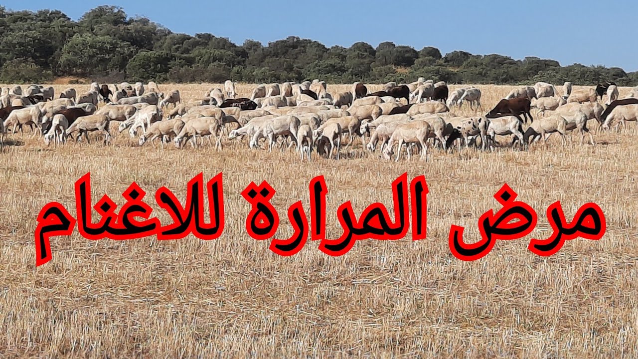 نصائح للوقاية من مرض المرارة 🐑🐐واهم اللقاحات المستعملة💉واوقاتها