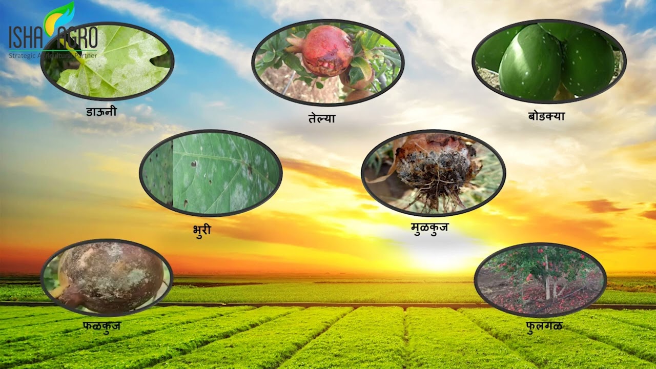 Isha Agro Prophite (ईशा अग्रोचे प्रोफाईट)