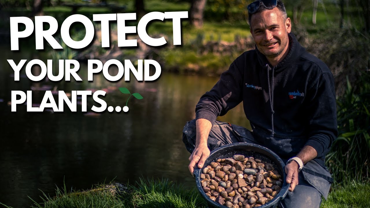 Protect Pond Plants From Your FISH…