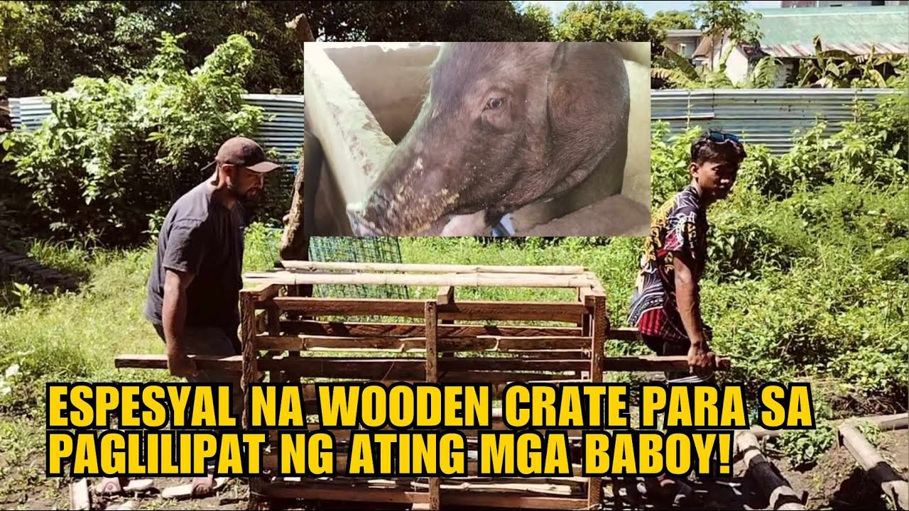 ESPESYAL NA WOODEN CRATE PARA SA PAGLILIPAT NG ATING  MGA BABOY!
