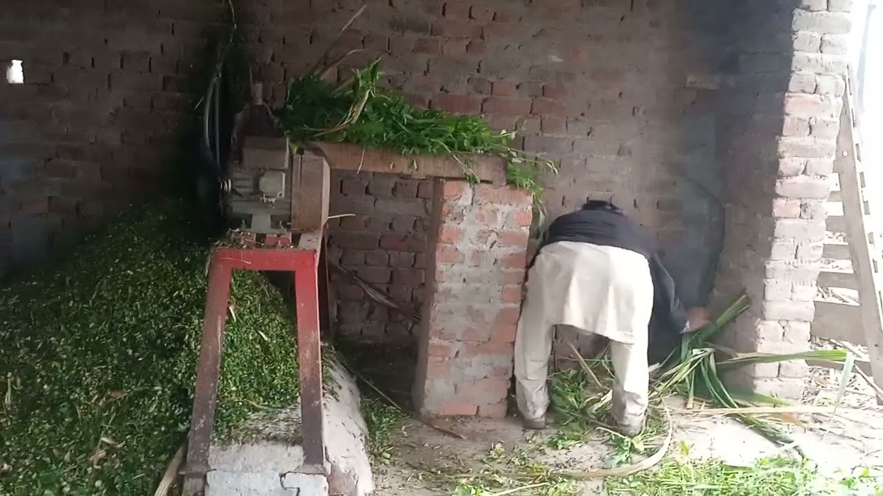 VILLAGE ANIMALS GROW UP! Cows, Birds & Goats LEARN to ROAM in Pakistani Village_ 🐓🐐🇵🇰