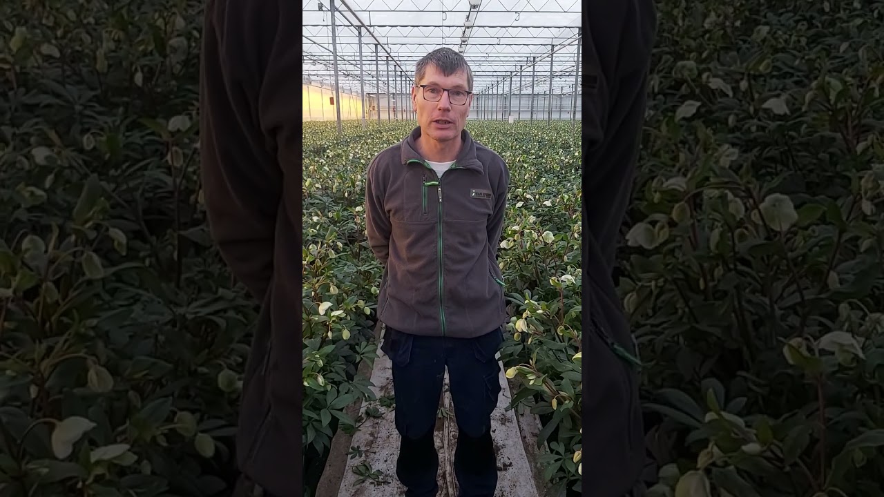 kwekerbezoek RFHrijnsburg: Rodewijk Rozen Valkenburg