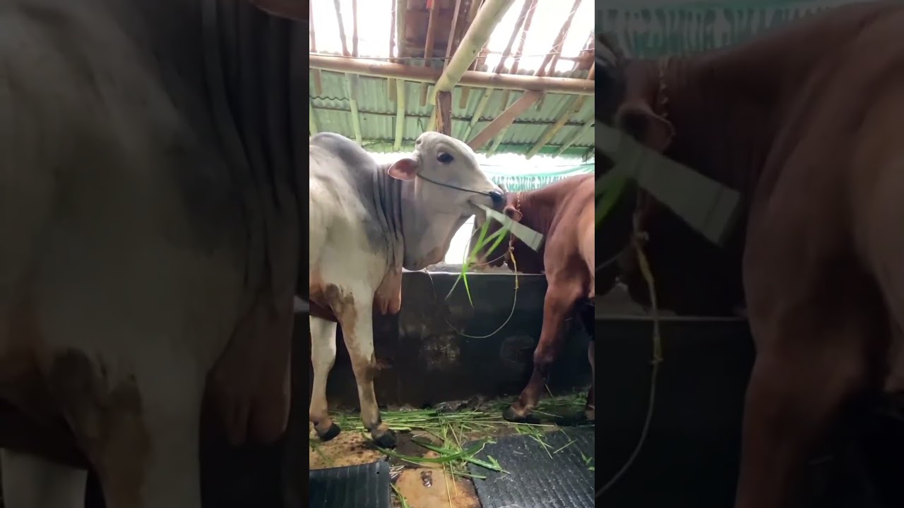 Penggemukan Sapi Limousin dan Simental