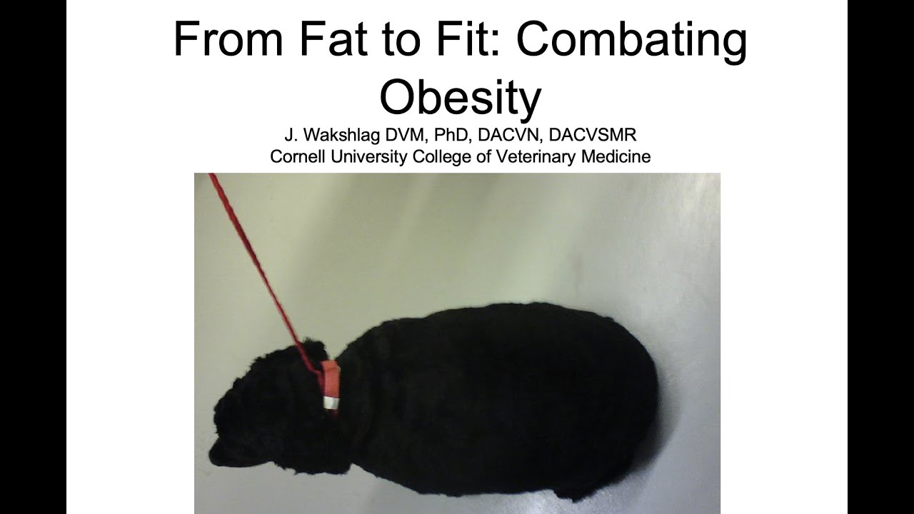 Weight Management in Dogs and Cats