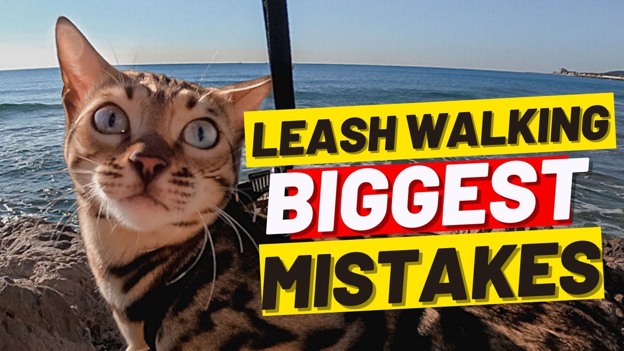 If You&rsquo;re Walking Your Cat DON&rsquo;t MAKE THESE 10 MISTAKES