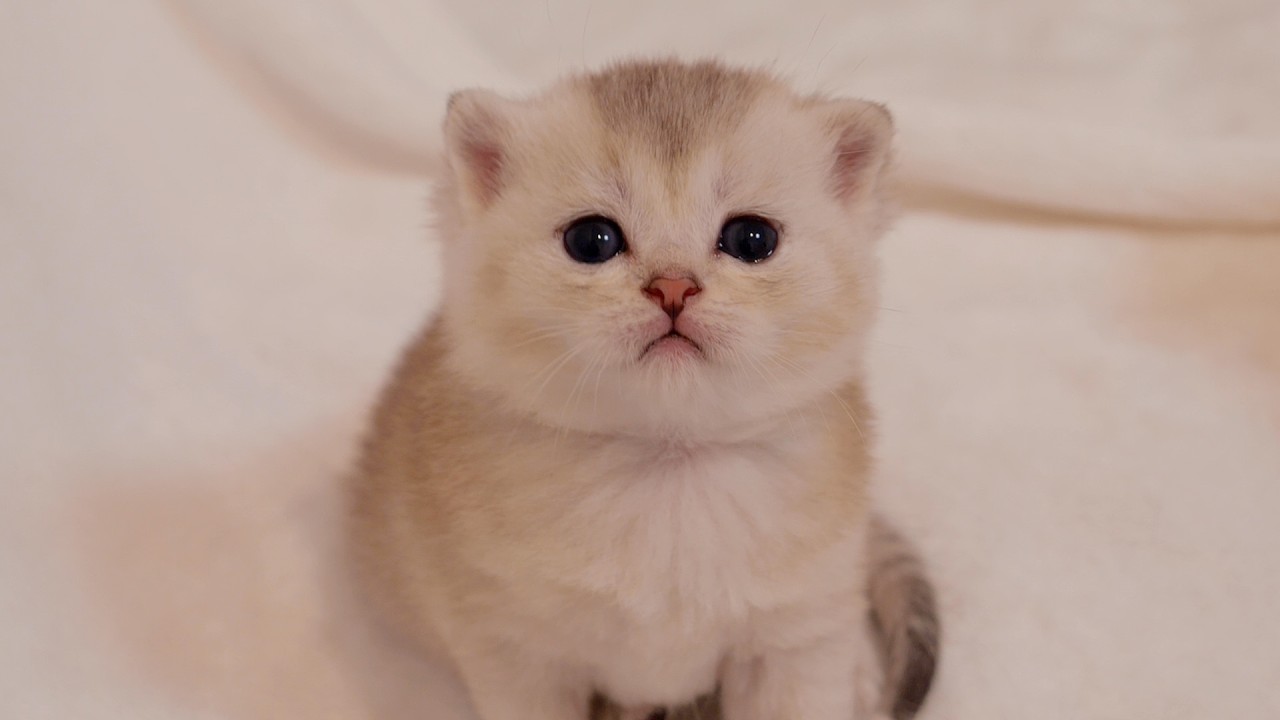 Давайте поиграем! Этот котенок, Латте, такой милый, когда смотрит на нас!