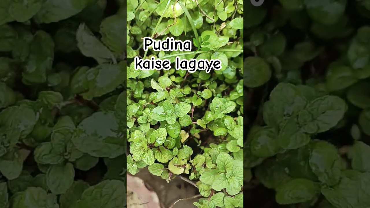 Pudina🌿kaise lagaye #garden #shorts #trending #pudina #pudina #mintplant #garden #nature #ytshorts