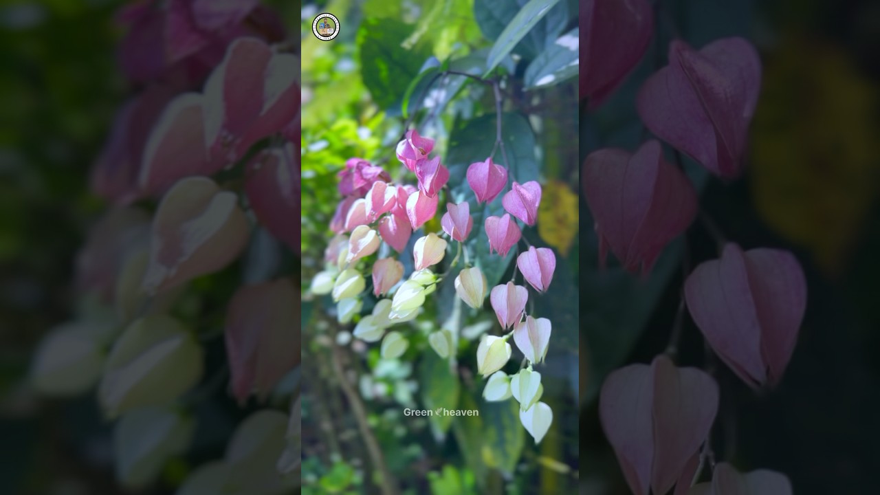 പ്രണയമാണ്,പ്രിയമാണ് പ്രാണനാണ്,പവിത്രമാണ്,,, ഈ പ്രാണൻ ഉള്ളിടത്തോളം കാലം ഈ മിണ്ടാ പ്രാണികളോട്🍃🥰🍃
