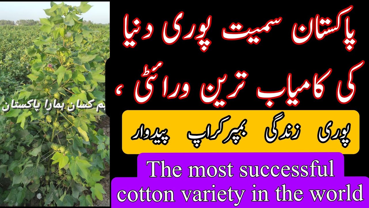 The most successful cotton variety in pakistan and world #cotton #agriculture