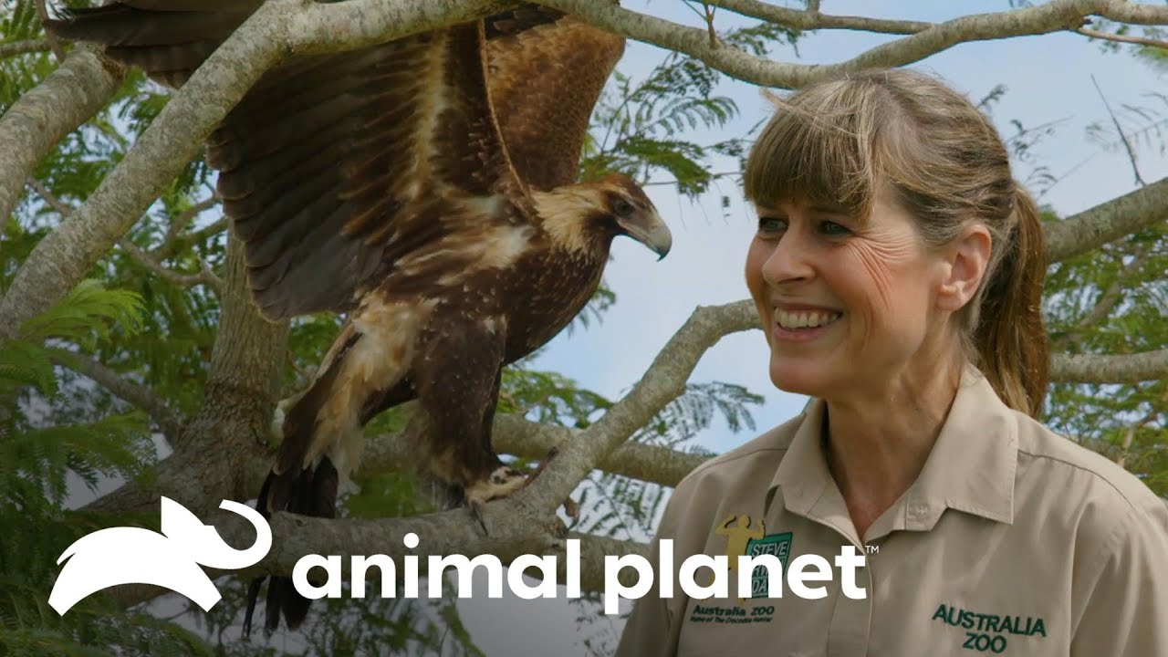 Ave de rapina é reabilitada e liberada | A Família Irwin| Animal Planet Brasil