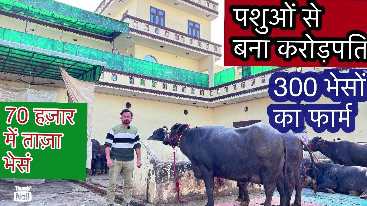 पशुओं से करोड़पति बनने वाला किसान🎖ताऊ दलसिंह डेरी फार्म , गोहाना(हरि.) Mb.99919-48284🤙 #Dairy_Farm