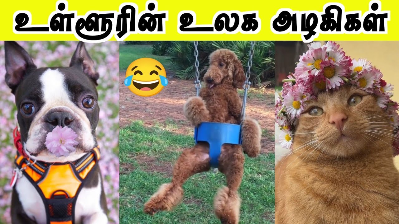 உலக அழகிகளின் ஊர்வலம்🤣 | எவன் பார்த்த வேலை இது | Hoomans