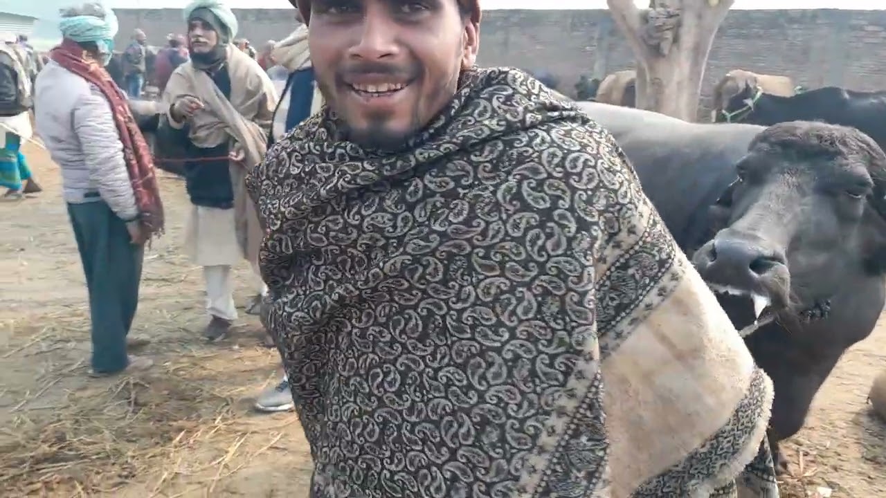 Rauja pashu mela Chhapra Bihar