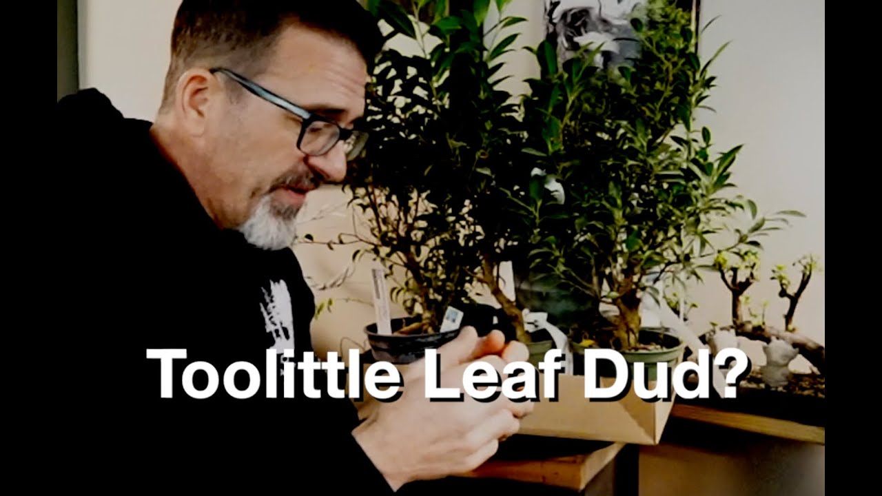 Toolittle Leaf Ficus Dud:  Dave's Bonsai E378