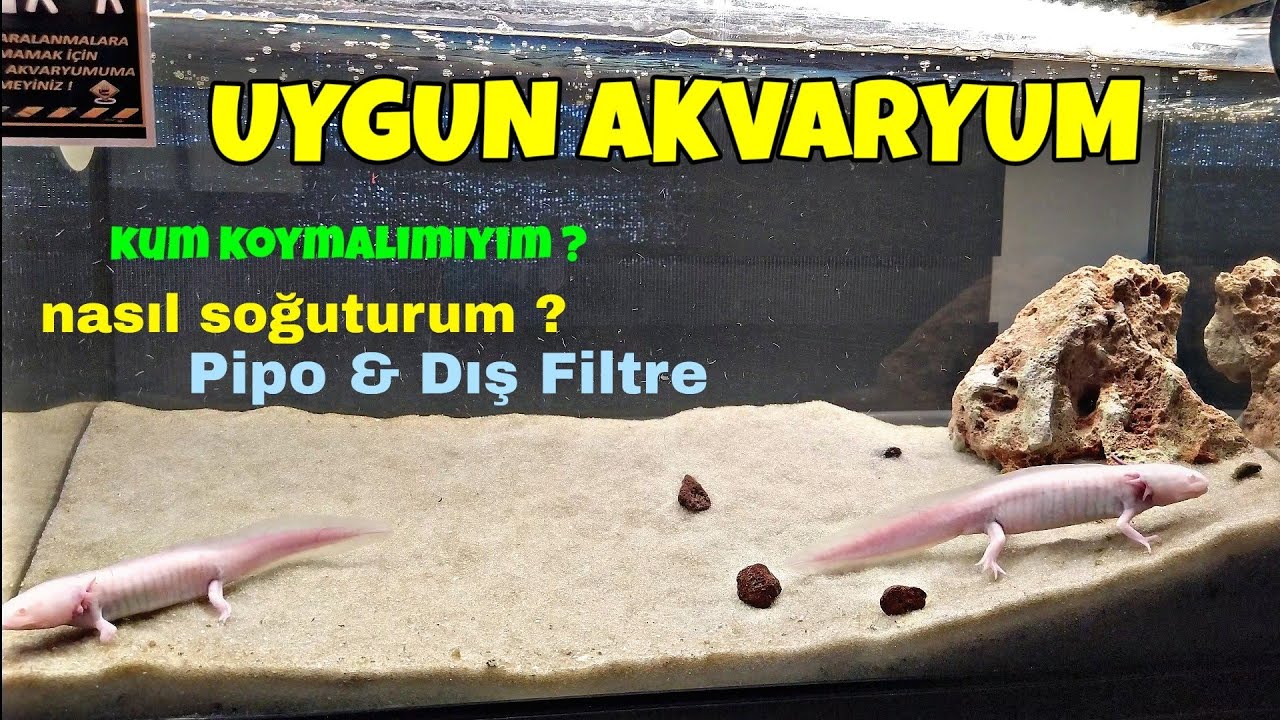 AXOLOTL AKVARYUMU NASIL OLMALI - AXOLOTL İÇİN UYGUN AKVARYUM KOŞULLARI