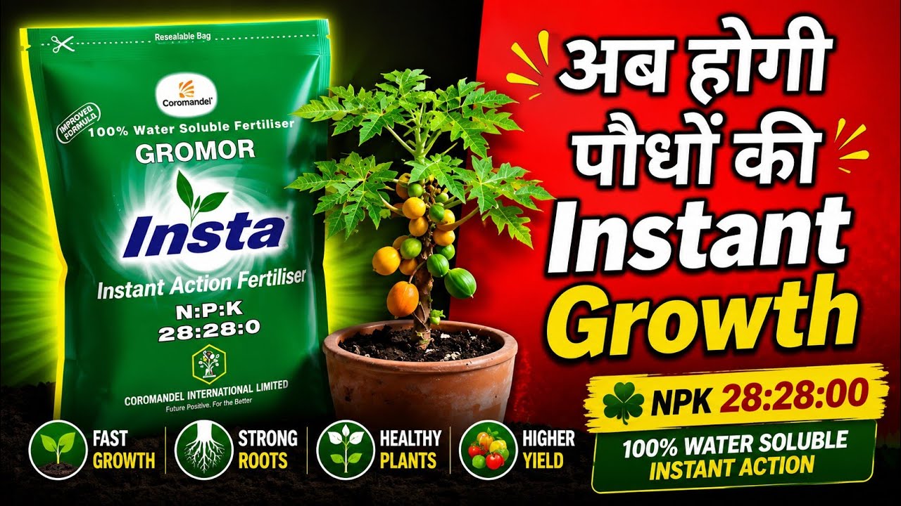 Coromandel's INSTA: Instant Plant ☘️ Growth Booster - NPK 28:28:00