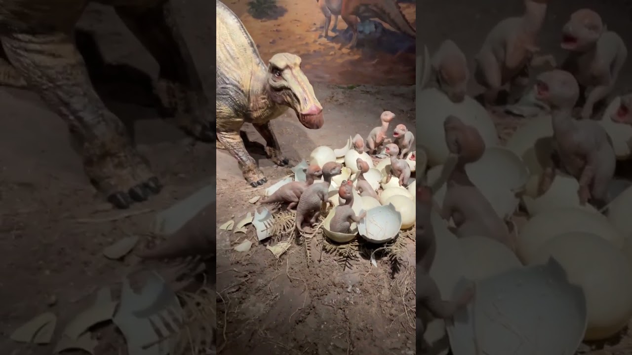 Love the babies #dinosaur #babydino #dinosaurmuseum #dinosaurmodel