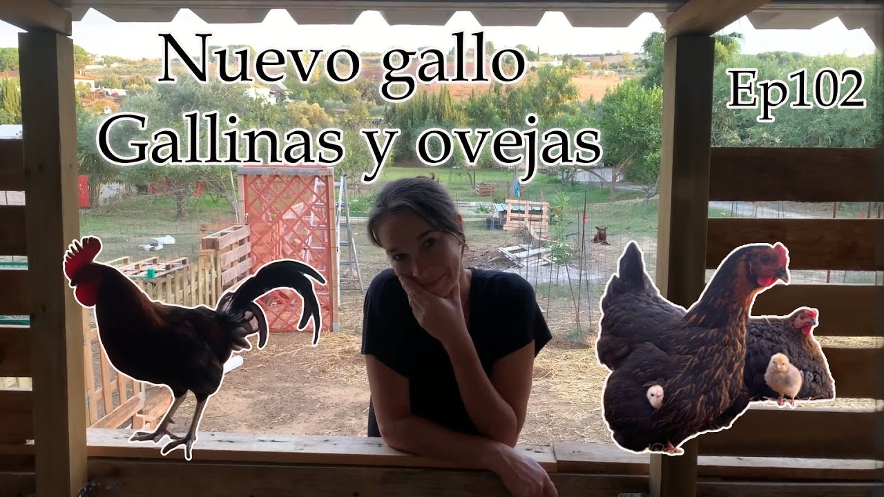 Nuevo GALLO. Separamos OVEJAS y GALLINAS.