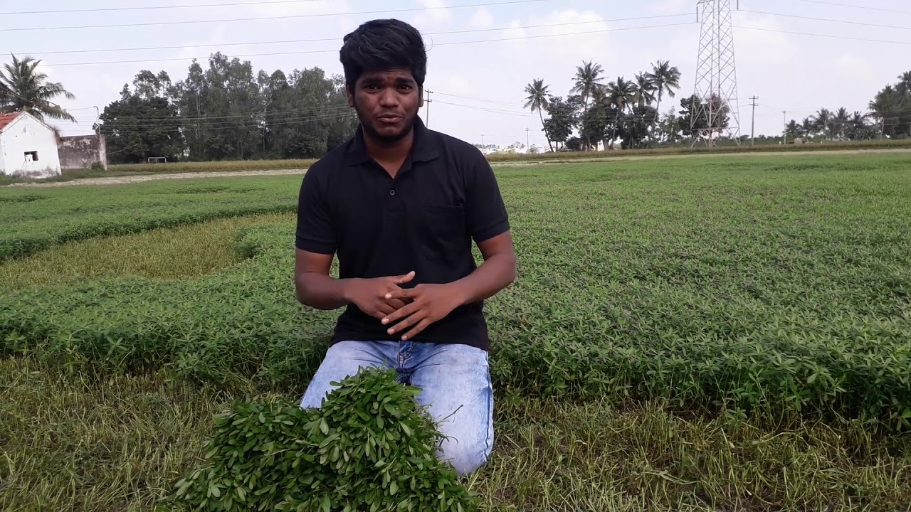 Delivering vegetables within 3 hours of harvest in Chennai.
