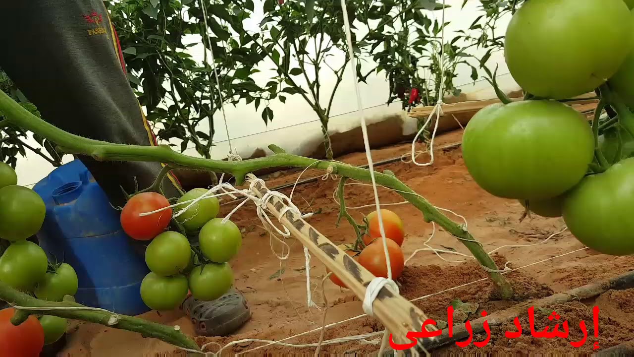 فنون زراعيه | حلقه 25 | طرق تنزيل الطماطم