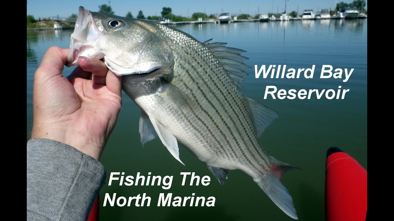 WILLARD BAY N  MARINA FISHING