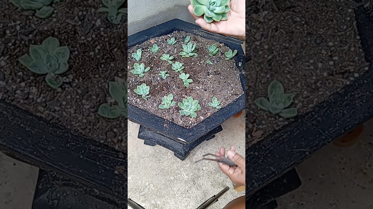 Olá pessoal, plantando umas suculentas fantome, venha vê 🍀