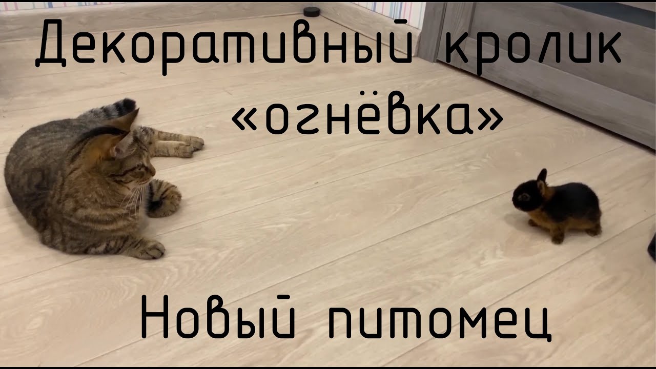 Декоративный кролик 