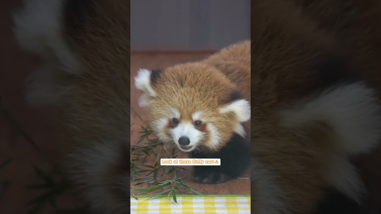 Baby Red Panda Playtime 