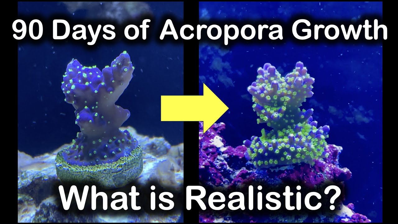 How much should your Acropora Grow in 90 Days? Let me show you!