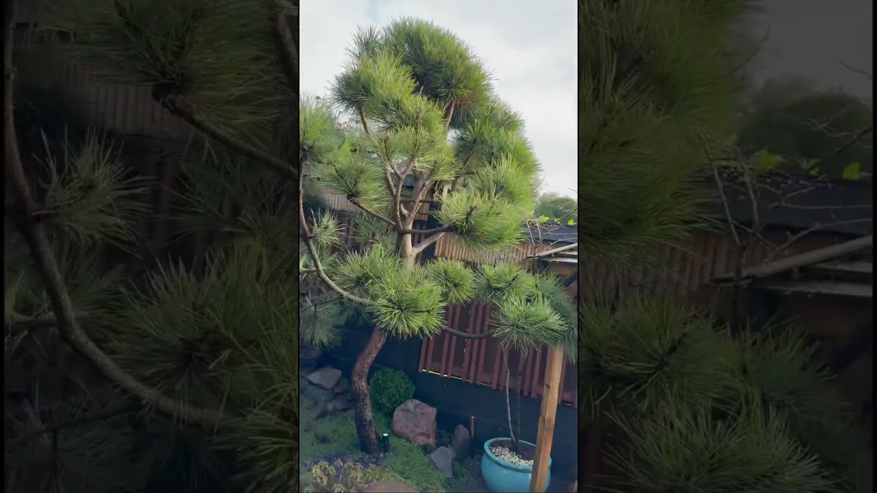 Winter Walk 2026 (see my Japanese style garden like never before) 